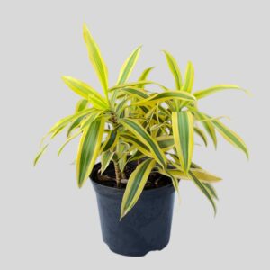 Pleomele Reflexa 15cm