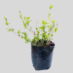 Plumbago auriculata 4lt