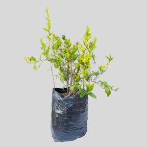 Plumbago auriculata BLUE 10lt