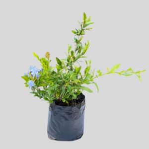 Plumbago auriculata BLUE 4lt