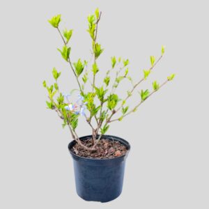 Plumbago auriculata ROYAL CAPE 17cm