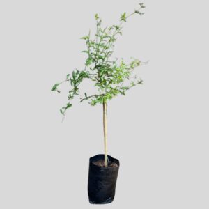 Plumbago auriculata STD 10lt