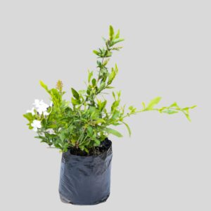 Plumbago auriculata WHITE 4lt