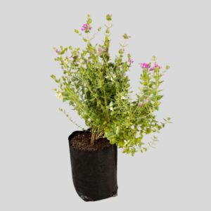Polygala Fruticosa Petite 10lt