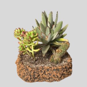 POO POT WITH SUCCULANT