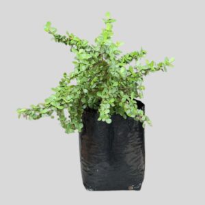 Portulacaria afra 10lt