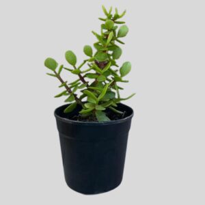 Portulacaria afra 12cm
