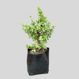 Portulacaria afra  5lt