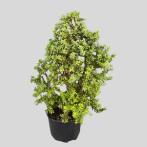 Portulacaria afra PYRAMID 40cm