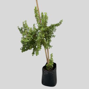 Portulacaria afra STD 20lt