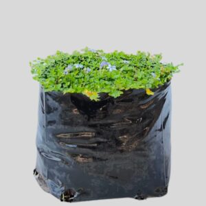 Pratia pedunculata 3lt