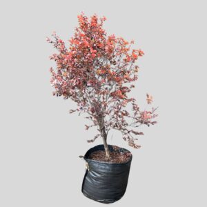 Prunus nigra 100lt