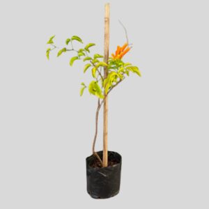 Pyrostegia Venusta 2.5lt