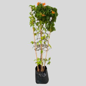 Pyrostegia Venusta 20lt