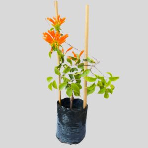 Pyrostegia Venusta 5lt