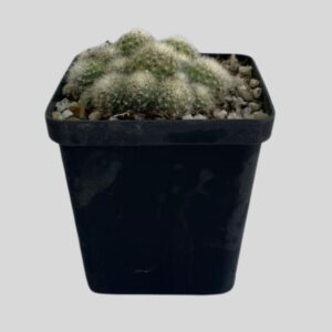 Rebutia albiflora 9cm