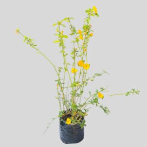 Reinwardtia Indica (Yellow Flax) 6lt