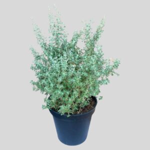 Rhagodia Hastata (salt Bush) 30cm