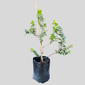 Rhamnus prinoides 10lt