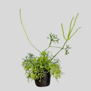 Rhipsalis Cereuscula 14cm