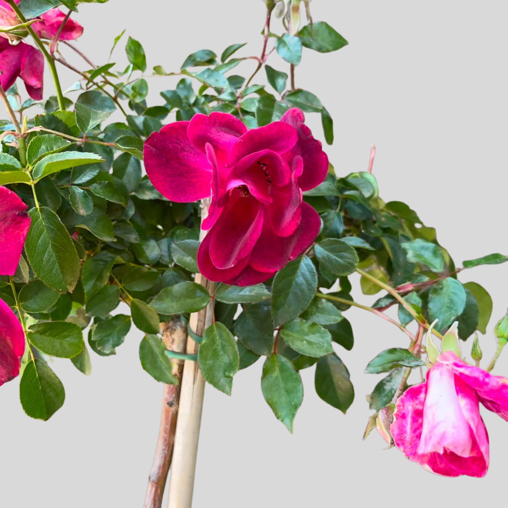 Rosa Burgandy Iceberg Std 10lt - Image 2