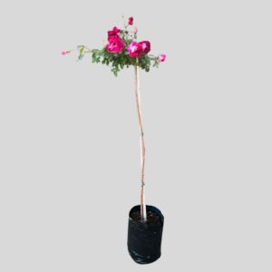 Rosa Burgandy Iceberg Std 10lt