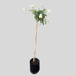 Rosa ICEBERG STD 10lt