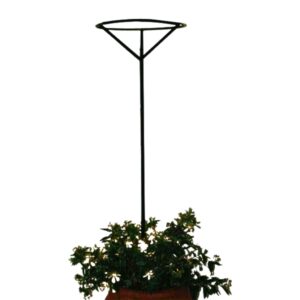 Rose Stand 163cm Psr2