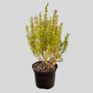 Rosmarinus Officinalis Barbeque 21cm