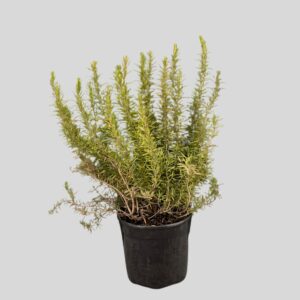 Rosmarinus officinalis BARBEQUE 23cm