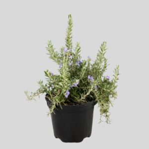 Rosmarinus officinalis PROSTATUS TONY 20cm