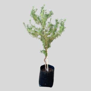 Rosmarinus TUSCAN BLUE STD 5lt