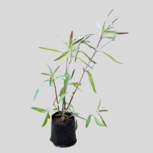 Ruellia brittoniana 2.5lt
