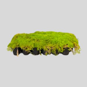 Sagina subulata/ AUREA 24plugs