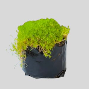 Sagina subulata 15cm