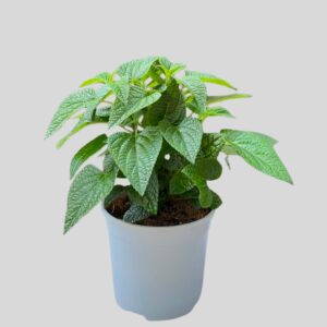 Salvia BLACK & PURPLE 17cm
