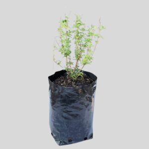 Salvia greggi MIXED 3lt