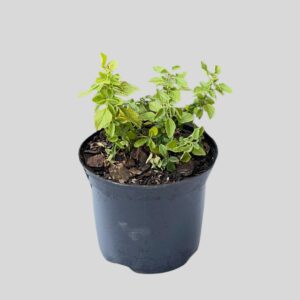 Salvia greggii PINK 15cm