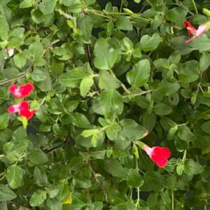 Salvia HOT LIPS 17cm