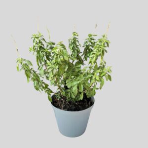 Salvia MIRAGE MIXED 17cm