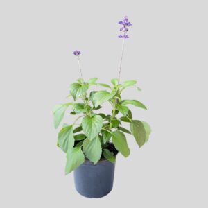 Salvia MYSTIC SPIRES 17cm