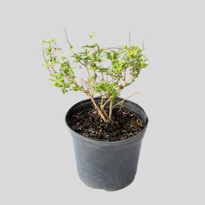 SALVIA NEW PURPLE (cnd) 15cm