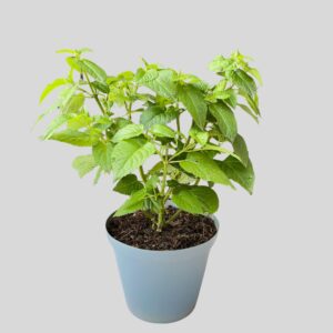 Salvia Salgon 17cm