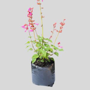 Salvia Salgon LAKE 17cm
