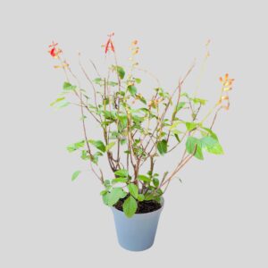 Salvia salmia 17cm