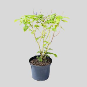 Salvia sky blue 17cm
