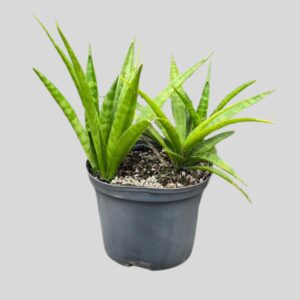 Sansevieria dooneri 15cm