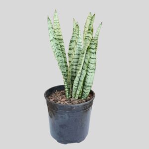 Sansevieria trifasciata 25cm