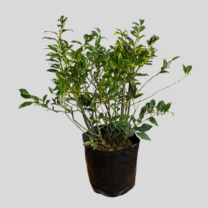 Sarcococca humilis 2.5lt