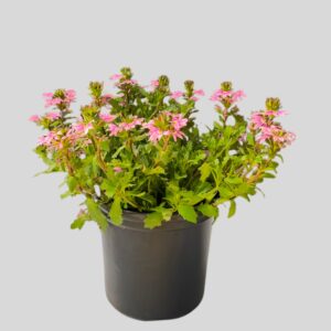 Scaevola MIXED 17cm